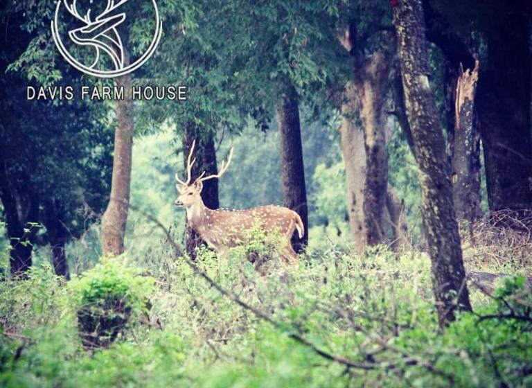 酒店 Davis Farm House