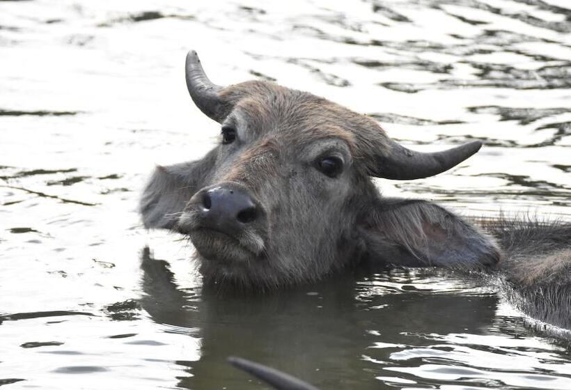 호텔 Explorer By Eco Team Kumana National Park