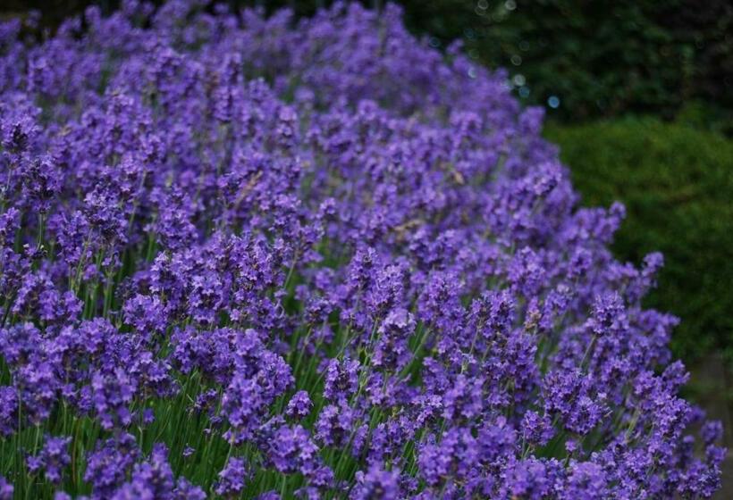 בית מלון כפרי Hostellerie Gilain