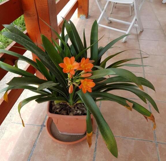 Отель Pensiunea Agroturistica Ioana