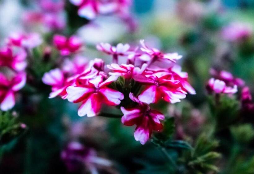 酒店 Quinta Da Eira Do Sol