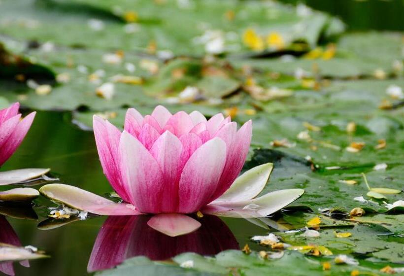 Отель Schlossresidenz Heitzenhofen