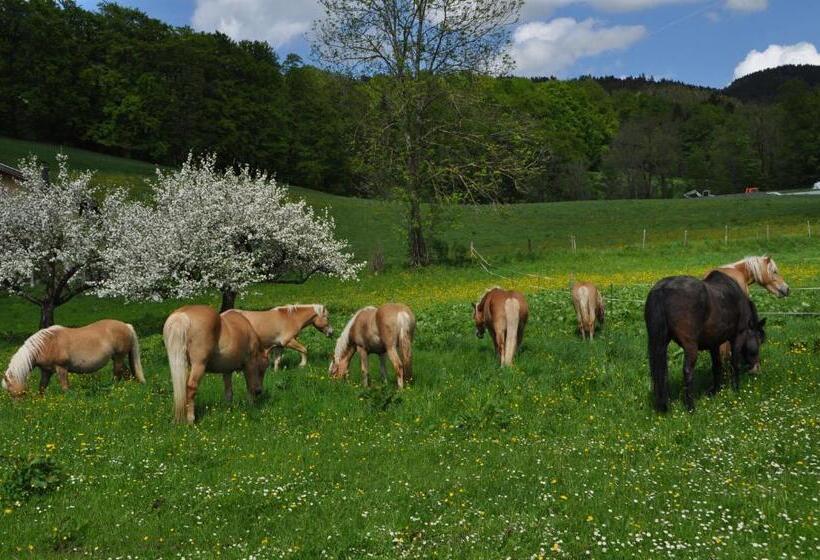 ホテル Sonnenkaiser