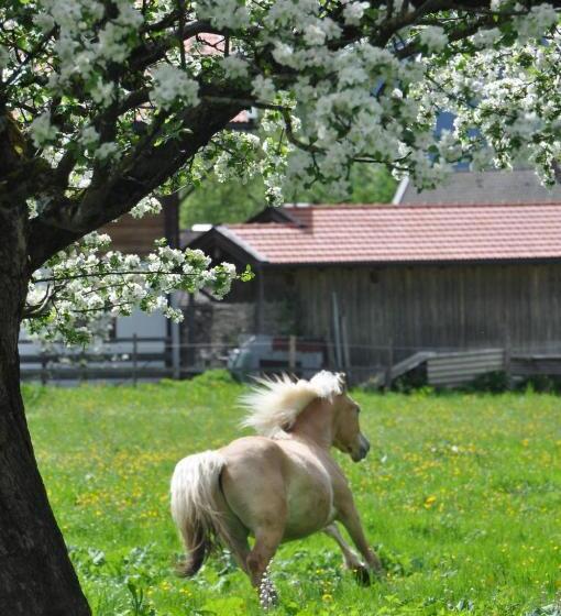 Отель Sonnenkaiser