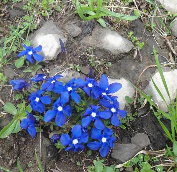 בית מלון כפרי Urirotstock