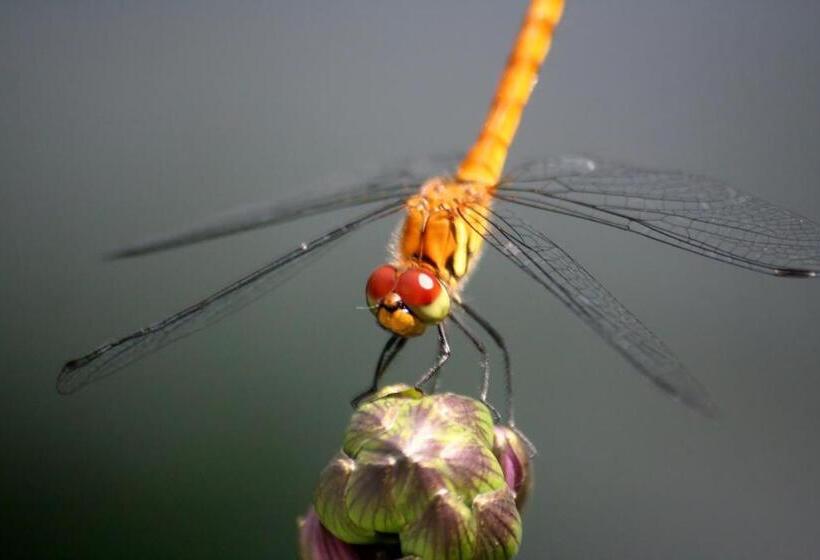 Julian S English Homestay And Pension