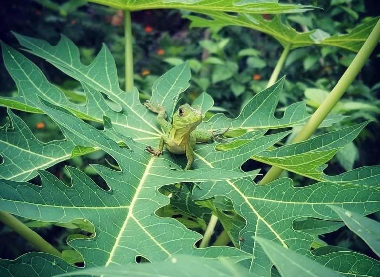 La Urraca Loca Hostel