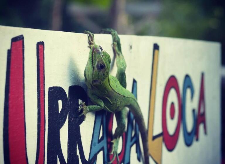 La Urraca Loca Hostel