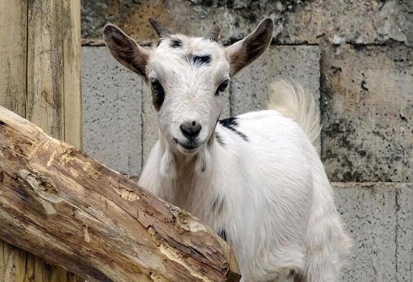 Пансион B&b Masseria Caporelli