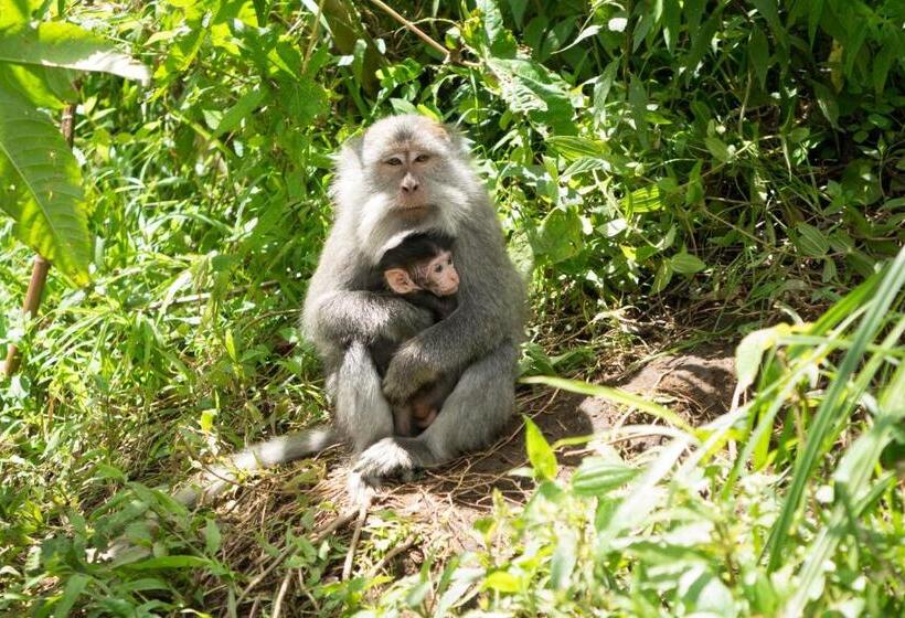 ペンション Bidara Cottage