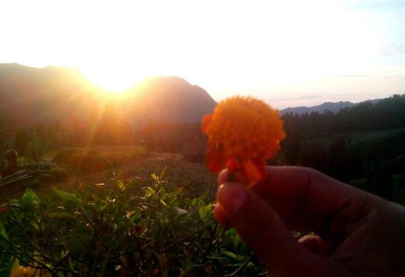 بنسيون Bromo Otix Guest House
