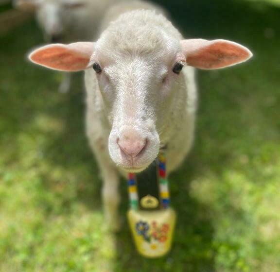 펜션 Dom Frana Krala