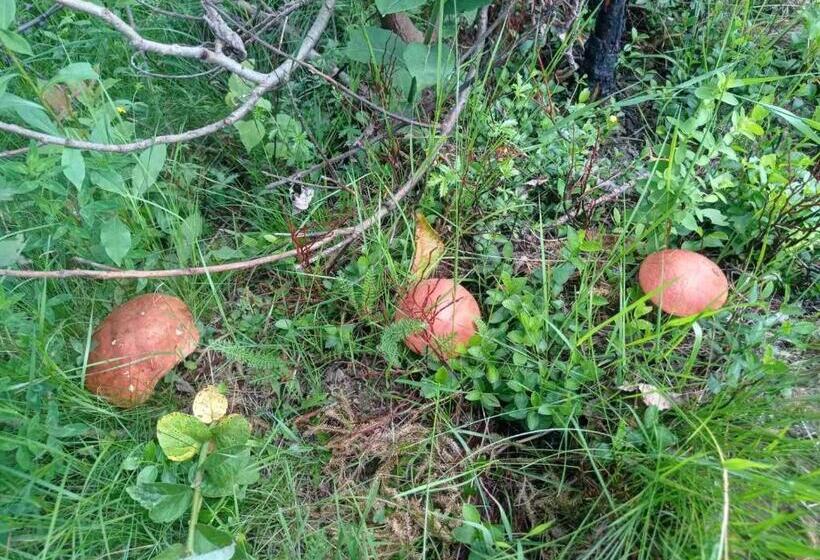 بنسيون Guest House Magnat