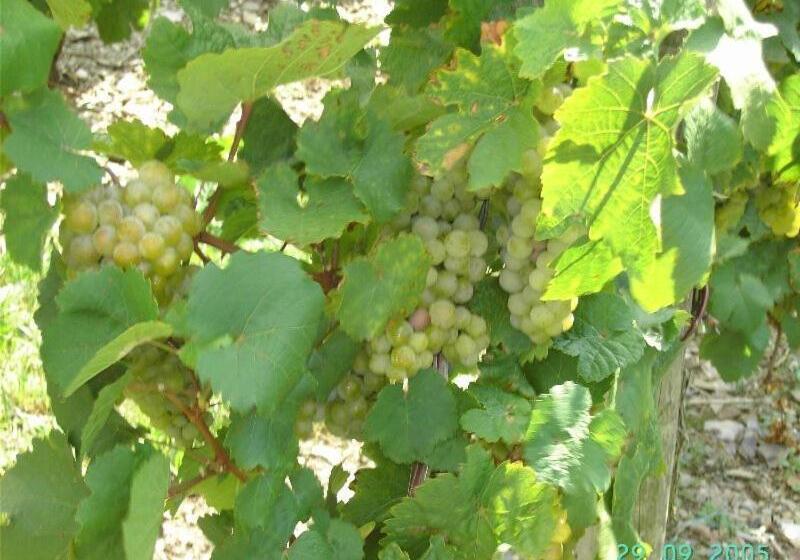 بنسيون Weingut Gästehaus Karl Otto Nalbach