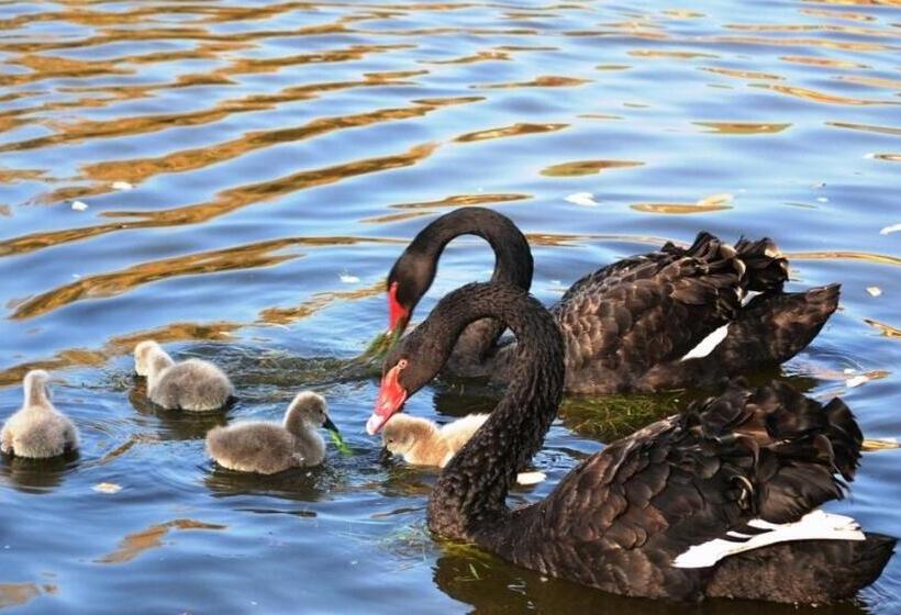 リゾートホテル Complex Turistic Darina Sancraiu De Mures