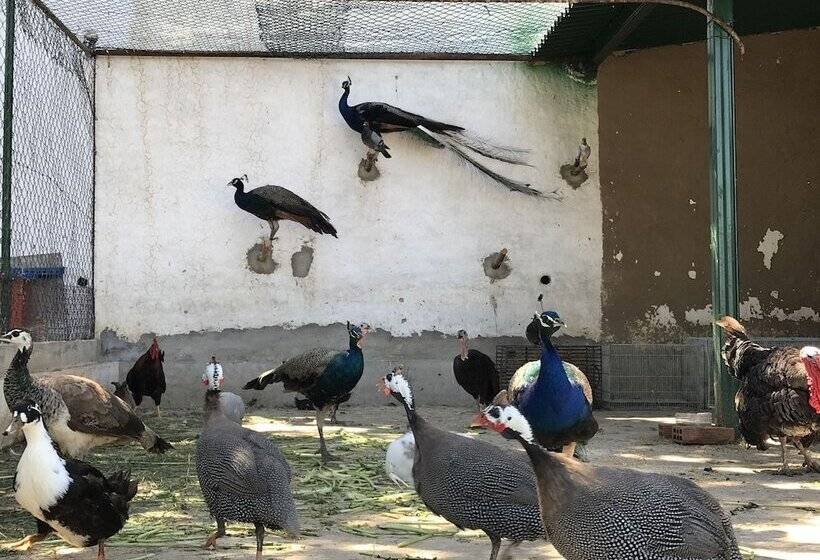 استراحتگاه Résidence Nardina Golden