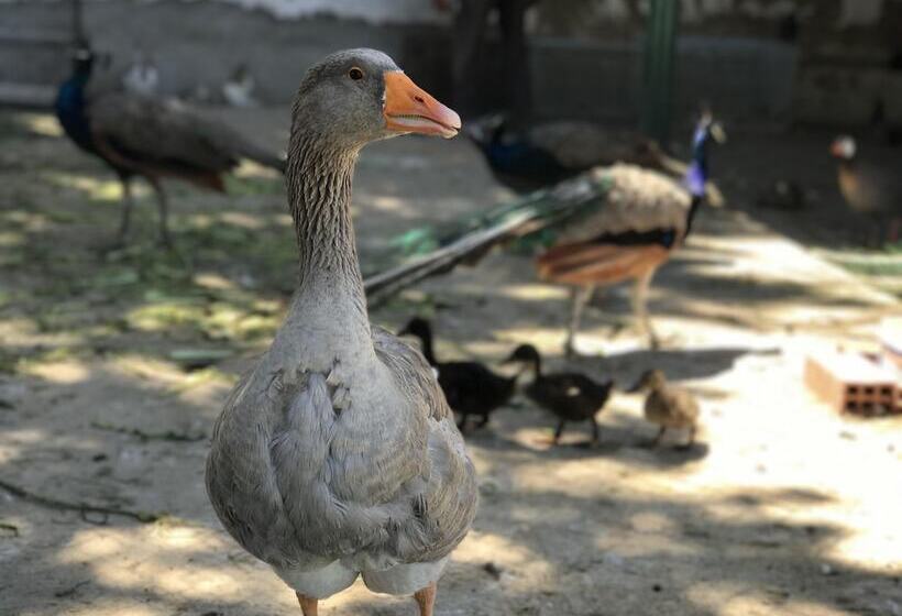 استراحتگاه Résidence Nardina Golden