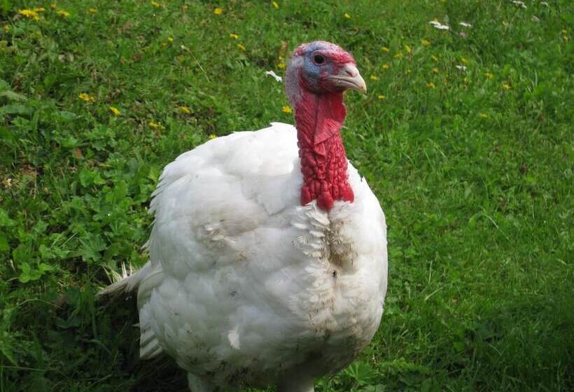 Täljegården Lantgårdshotell