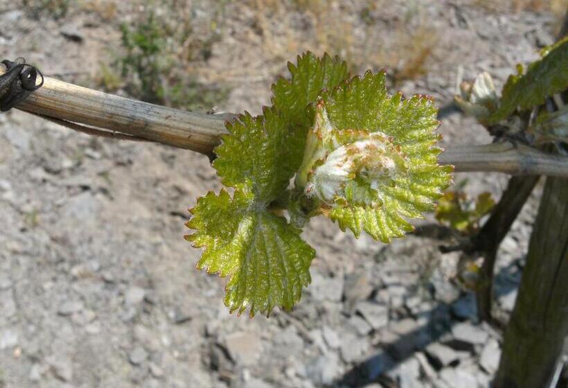 Weinhotel Hubertus Garni