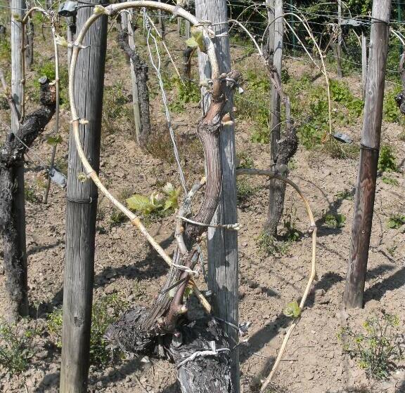 Weinhotel Hubertus Garni