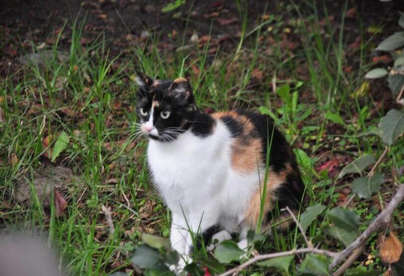 הוסטל Museo La Posada Del Molino