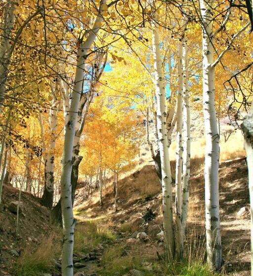 הוסטל Old Pioneer Garden Country Inn