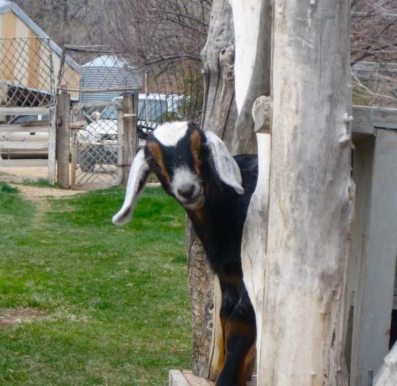 فندق صغير Old Pioneer Garden Country Inn