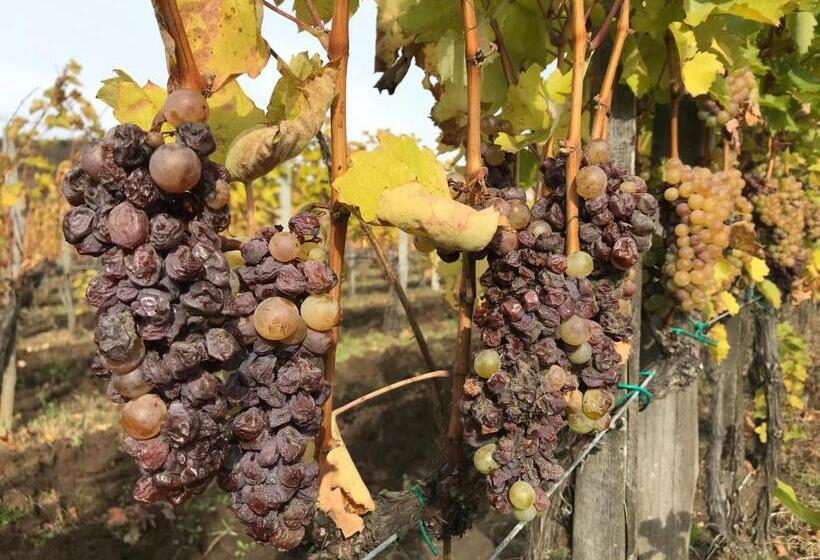 ベッドアンドブレックファースト Angyal Borászat és Panzió