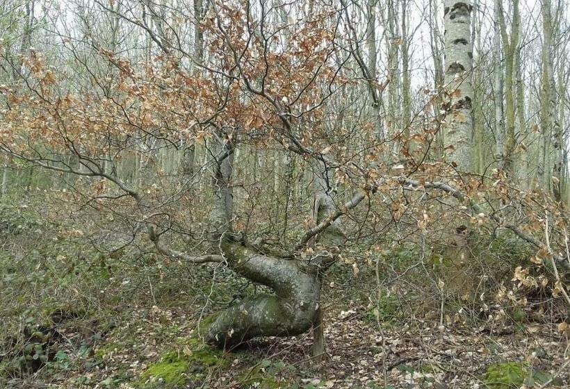 ベッドアンドブレックファースト Au Jardin Des Violettes