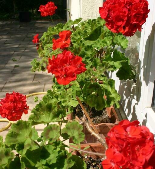 Bed and Breakfast Bois Joli De La Freyère