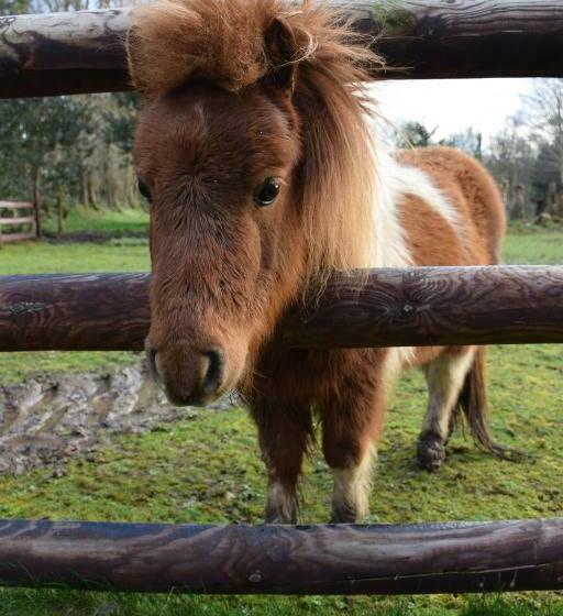 צימר Chambres D'hôtes Aux Ecuries Du Chateau