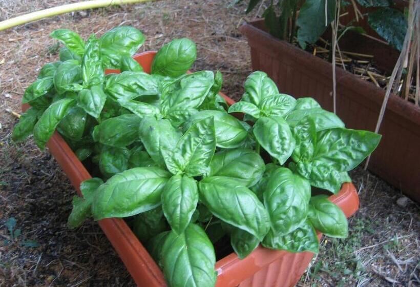 Bed And Breakfast La Casetta