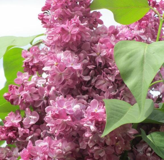 צימר Le Mas Du Fort