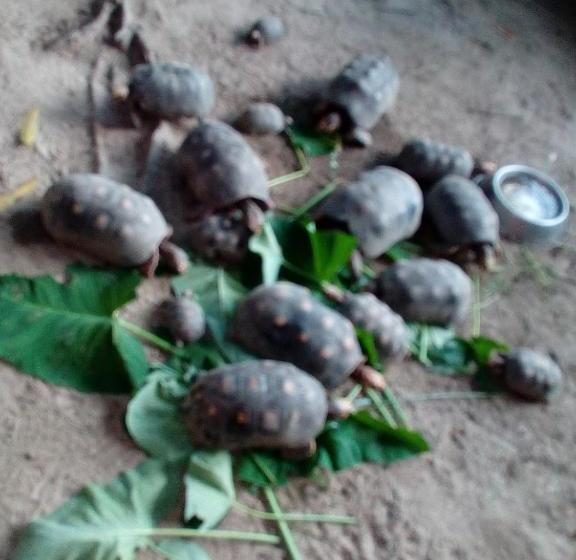 Hostel Finca La Gordita