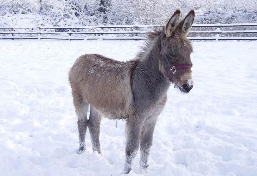 ペンション Domaine De La Mare Elan