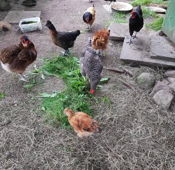 بنسيون Ferienhof Hanum