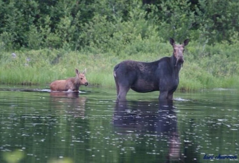 مبيت وإفطار Deer Mountain Lodge & Wilderness Resort