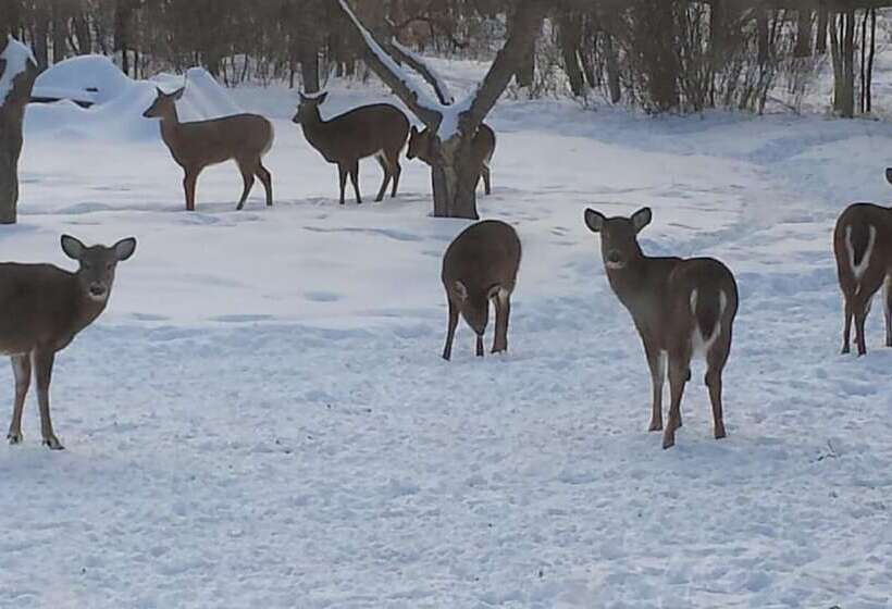 مبيت وإفطار Deer Mountain Lodge & Wilderness Resort