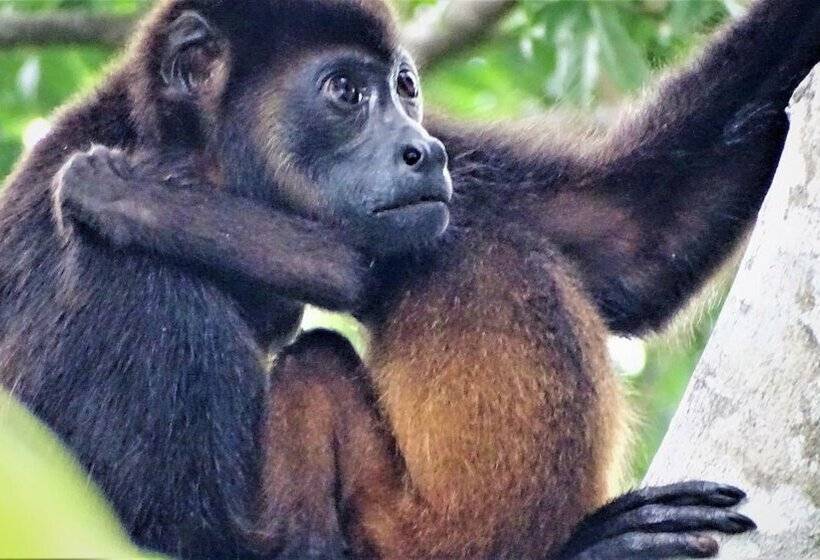 مبيت وإفطار La Colina Pura Vista