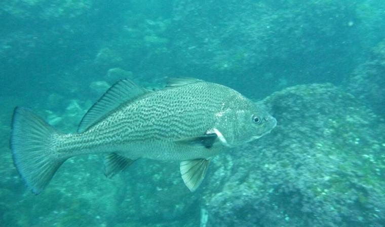 Cabañas Hostel Aquario Papudo