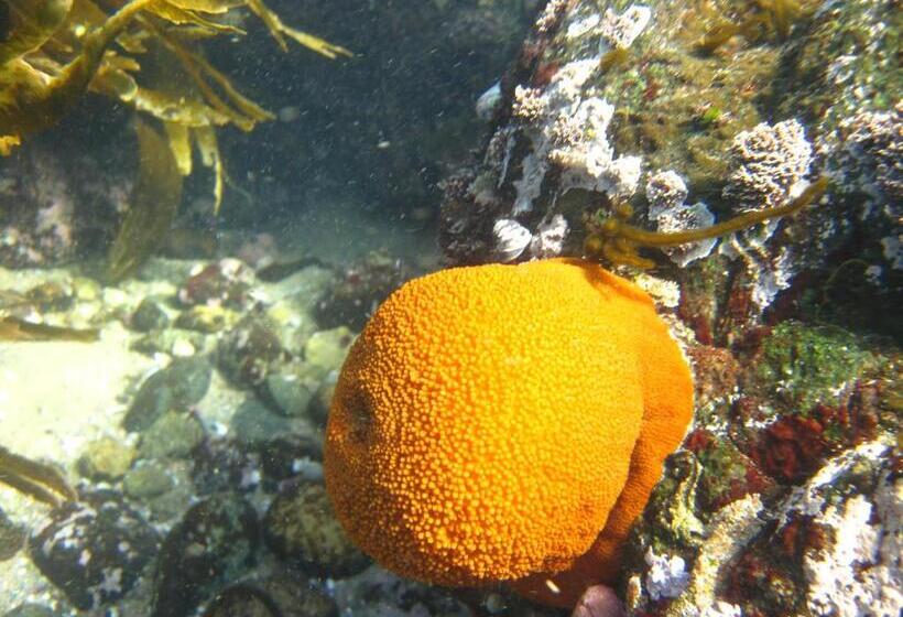 Cabañas Hostel Aquario Papudo