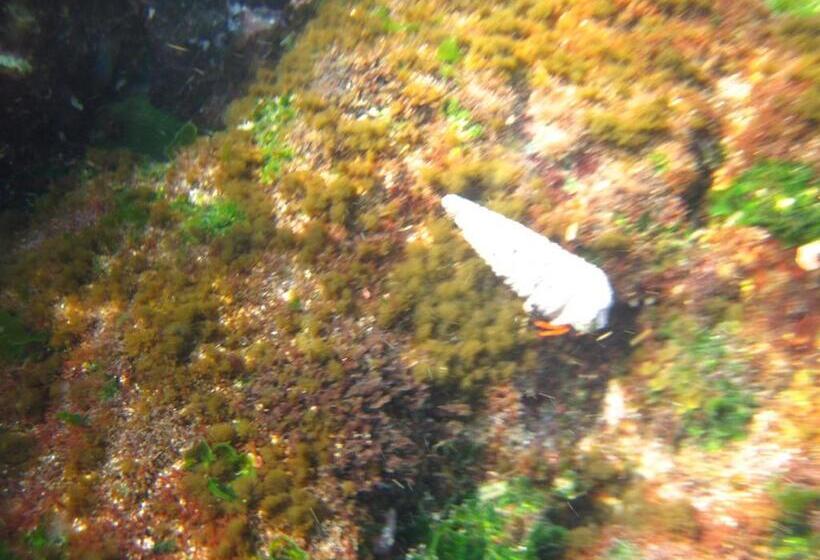 Cabañas Hostel Aquario Papudo