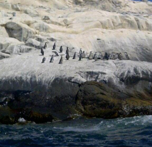 Cabañas Hostel Aquario Papudo