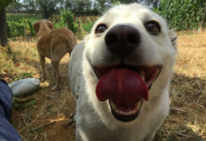 בית מלון כפרי Agriturismo Diaccialone