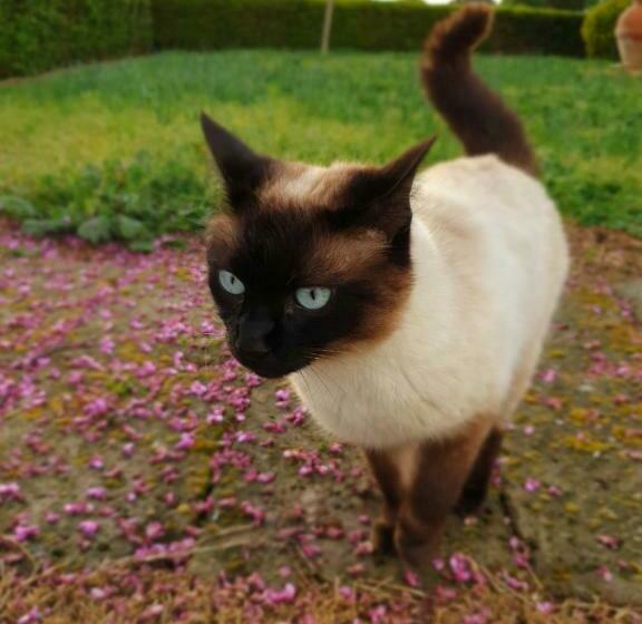 בית מלון כפרי Agriturismo Diaccialone