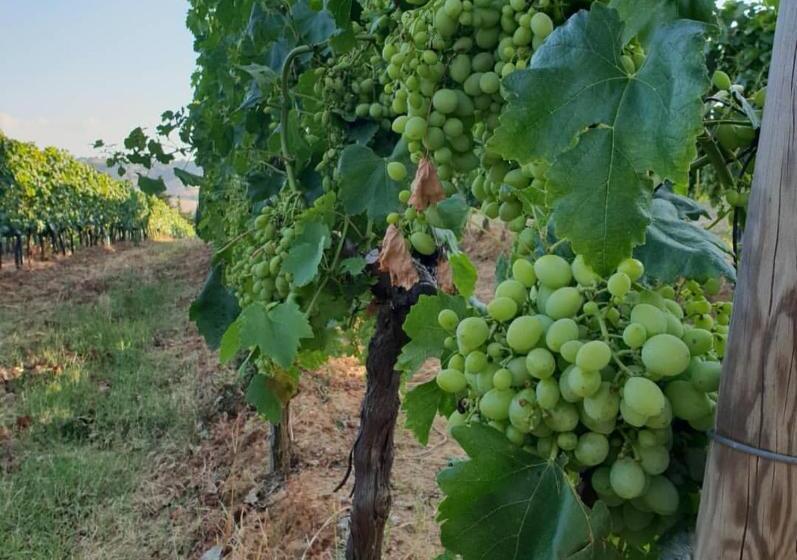 בית מלון כפרי Agriturismo Diaccialone