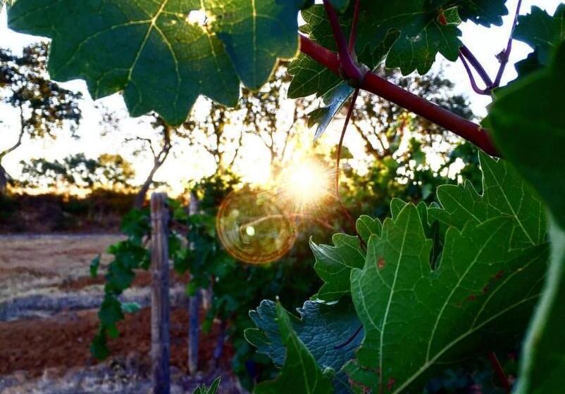 בית מלון כפרי Agriturismo Diaccialone