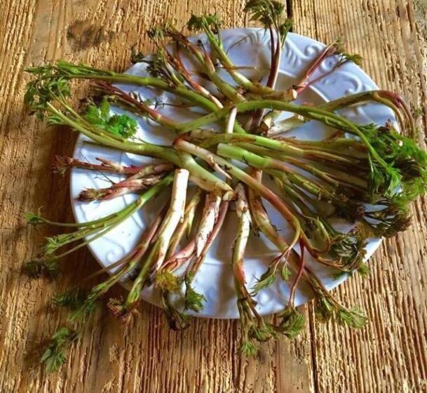 호텔 Agriturismo Randis