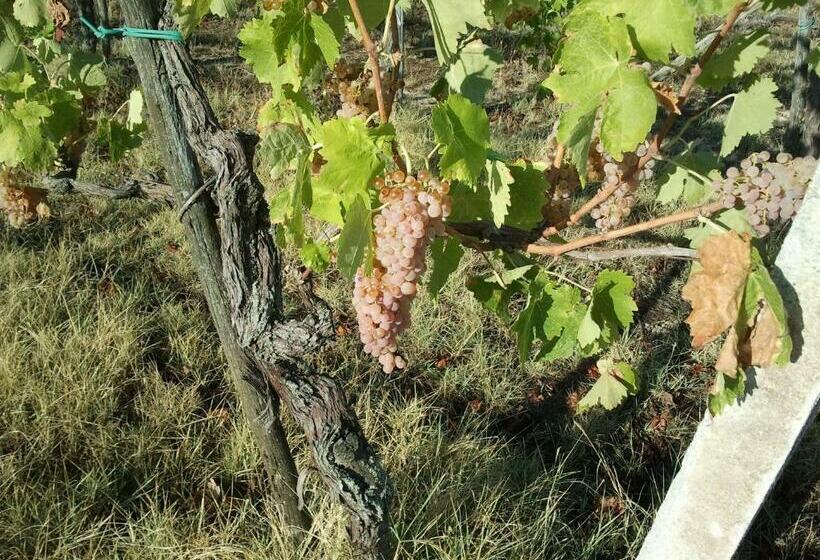 בית מלון כפרי Agriturismo San Vito