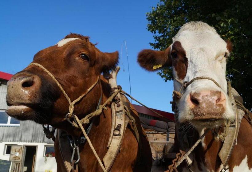 Отель Bolderhof